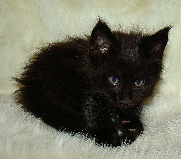    Catsvill County!   !    !       !!!    Catsvill County +7-926-544-74-09     .   ,   ,   ,    ,   ,  ,     ,   -,    ,   !